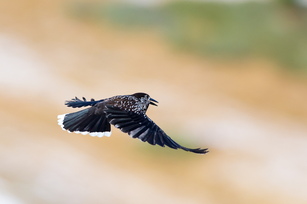 Spotted Nutcracker